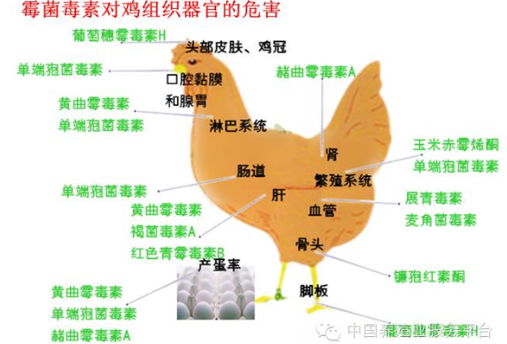 霉菌對雞危害